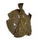 full image Live flat fish