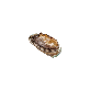 detail image1 [TSG KOREA] Premium Live Abalone