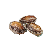 [TSG KOREA] Premium Live Abalone