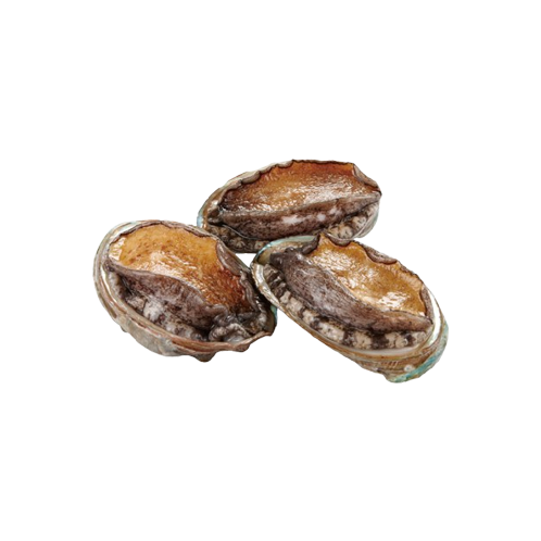 [TSG KOREA] Premium Live Abalone