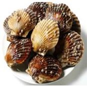 Scallops
