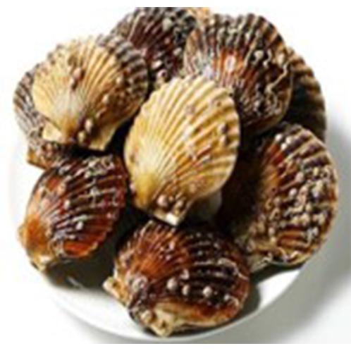 Scallops | health food, roast, shellfish